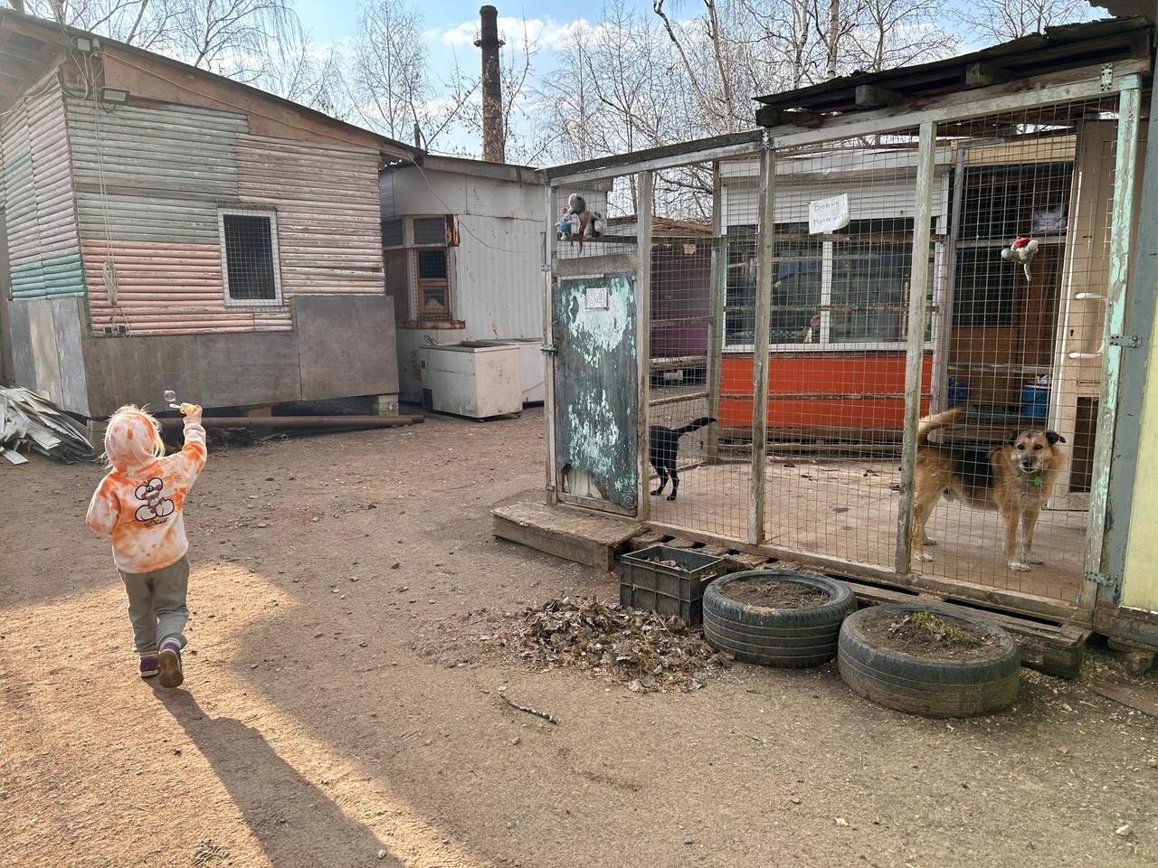 Ярославскому приюту для бездомных собак необходимо оборудование