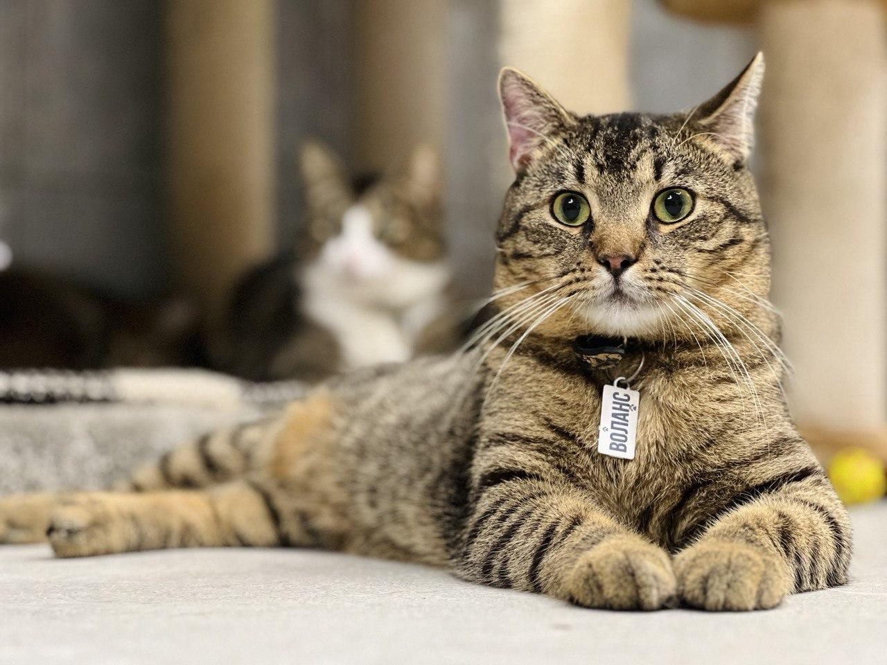 Meet Volans, he is a real "tiger", he and his friends need help paying for shelter rent