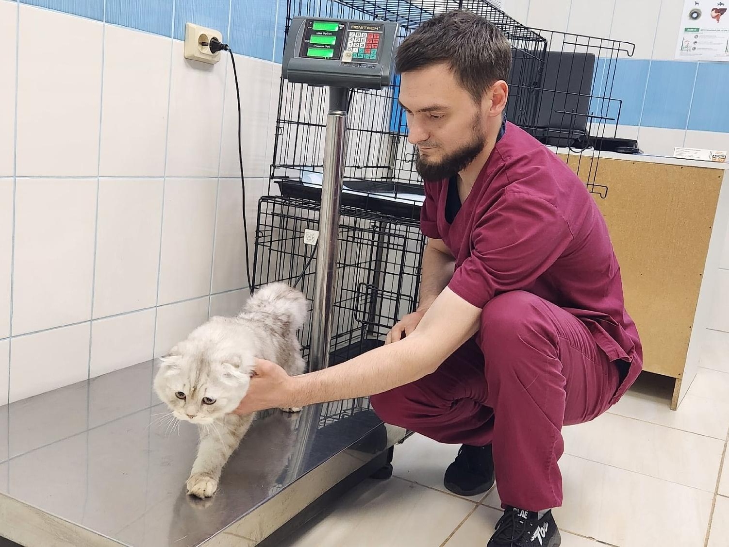 На весах кошка "Тучка"! Такие же весы и набор хирургических инструментов для помощи настоящим "тиграм" нужны приюту "Вита"!