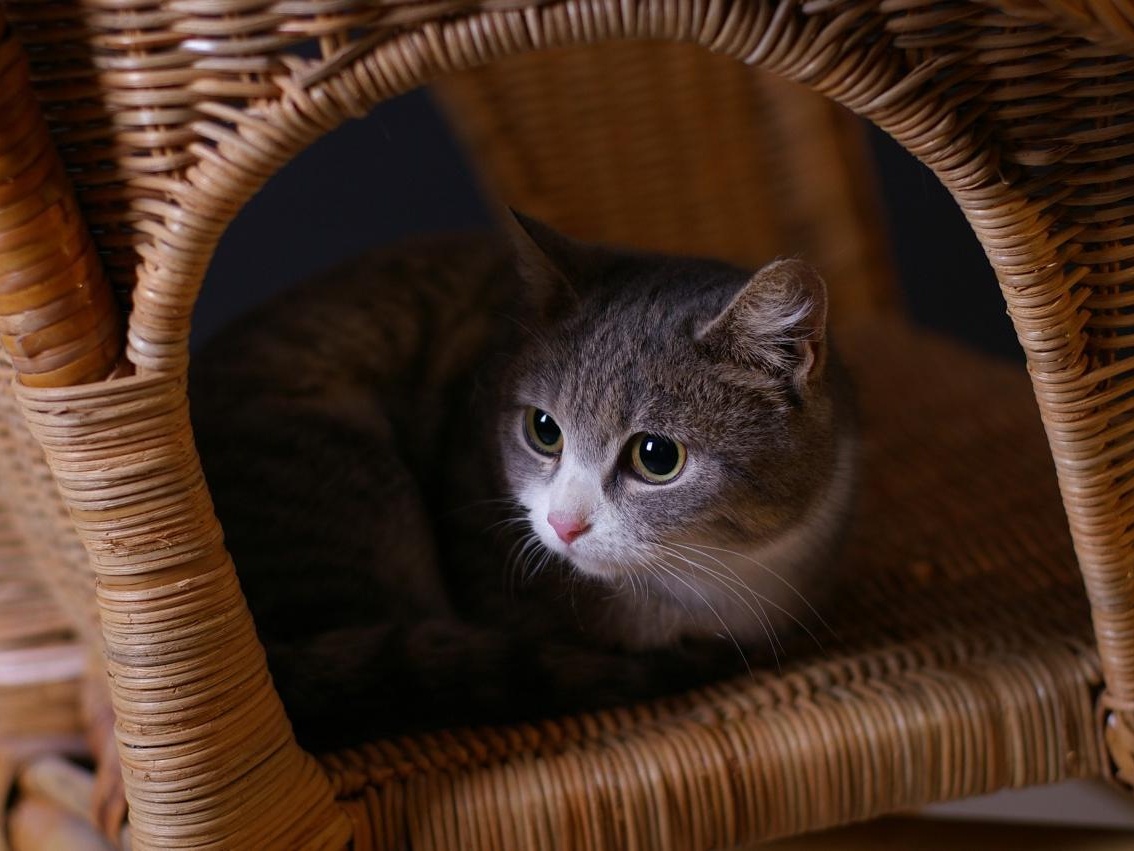 В корзинке кошка Маша! Ей и другим подопечным приюта нужны бактерицидные лампы для заботы о здоровье "тигров"