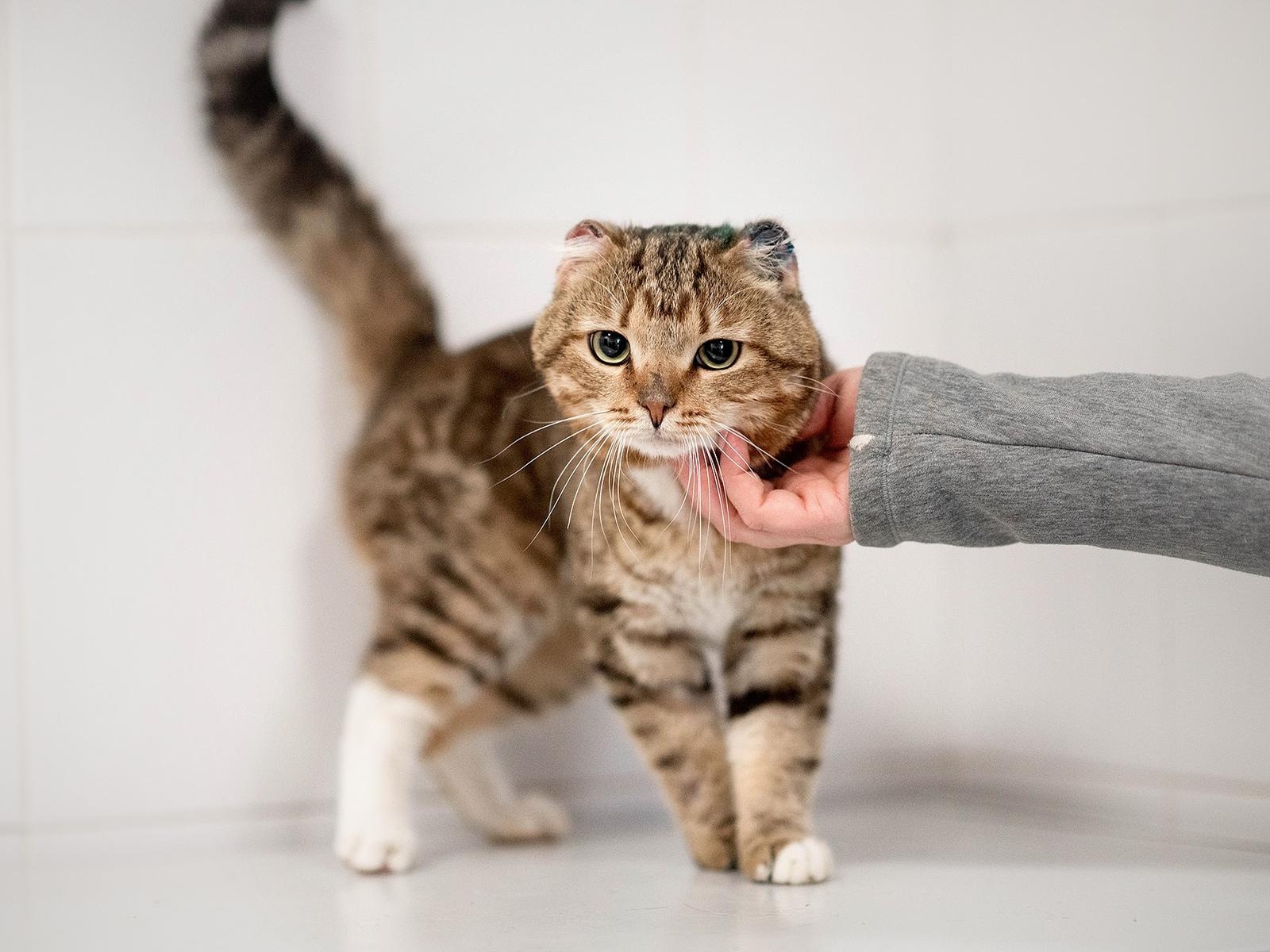 "Котики-старички" в приюте нуждаются в мягком консервированном корме!
