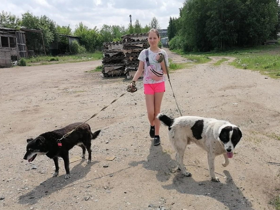 Приют нуждается в инструментах для обустройства вольеров для 158 бездомных животных!