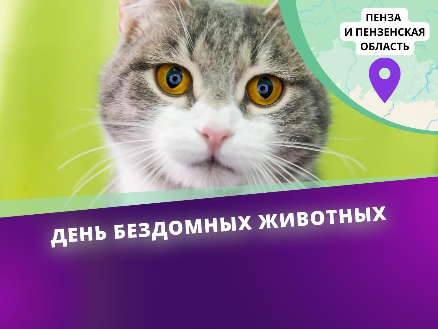Поддержи проект стерилизации бездомных животных в Пензе!