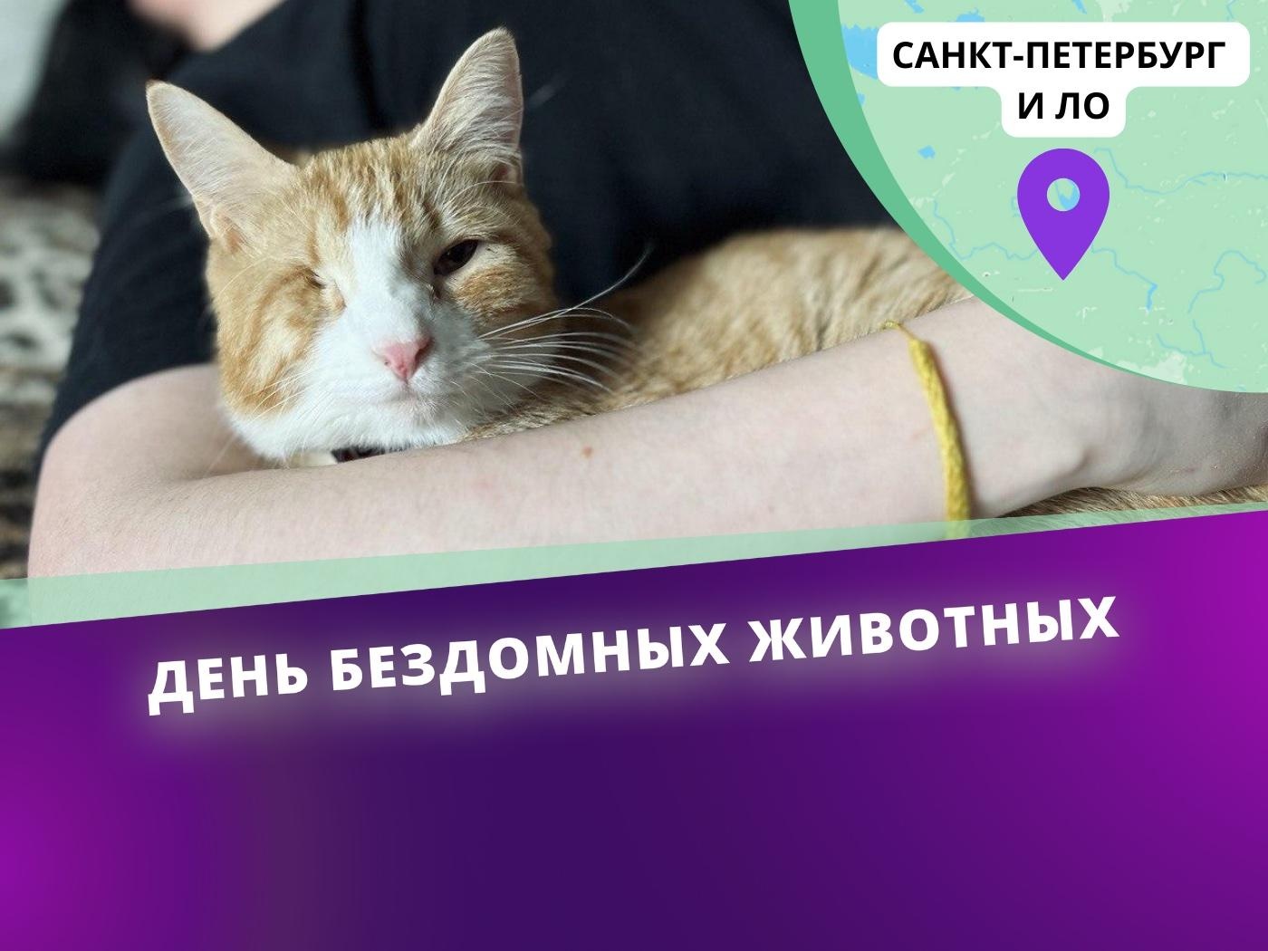 Приюту для животных в Санкт-Петербурге  нужно оплатить аренду карантинной зоны!