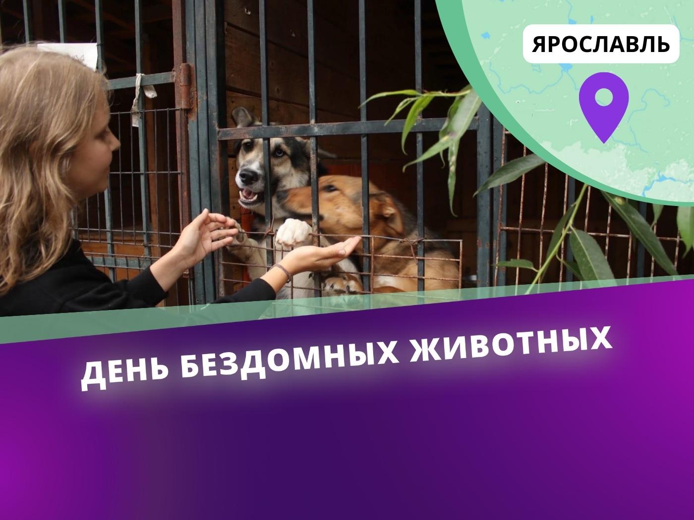 Приют для животных в Ярославле нуждается в 4-х клетках!