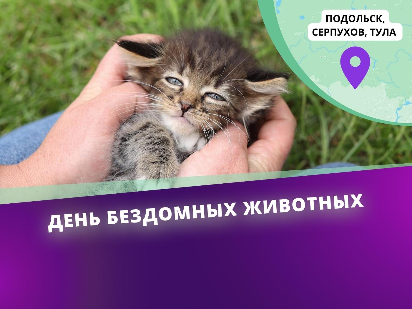 20 подопечным приюта из Подольска, Серпухова и Тулы нужна вакцинация от вирусных заболеваний!