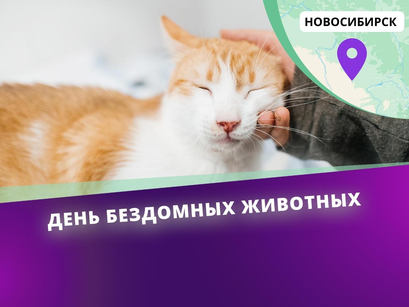 Фонду нужны в медикаменты для проведения операций по стерилизации бездомных животных в Новосибирске!