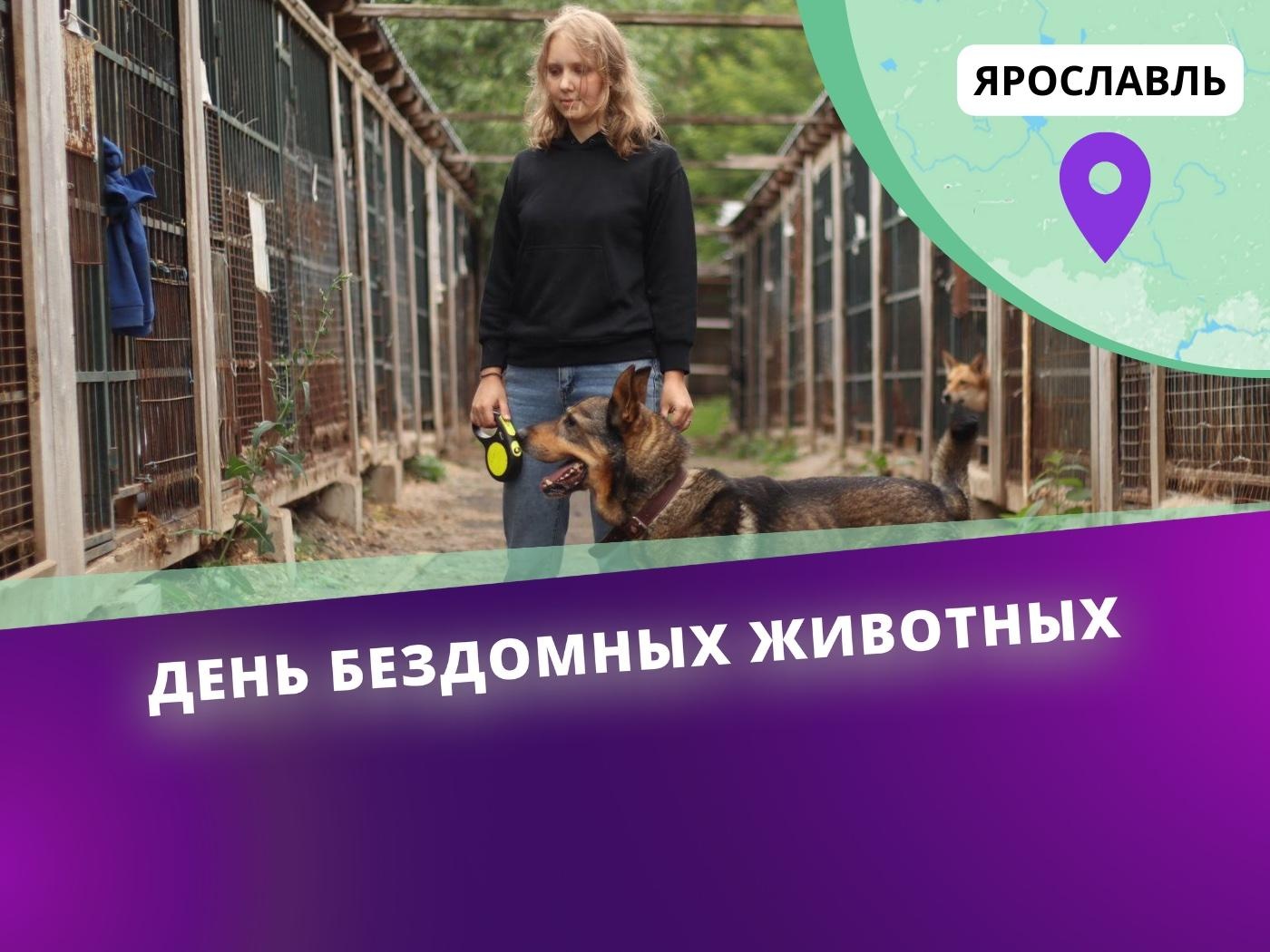 Приюту для животных в Ярославле нужна бактерицидная камера для хранения инструментов для стерилизации!