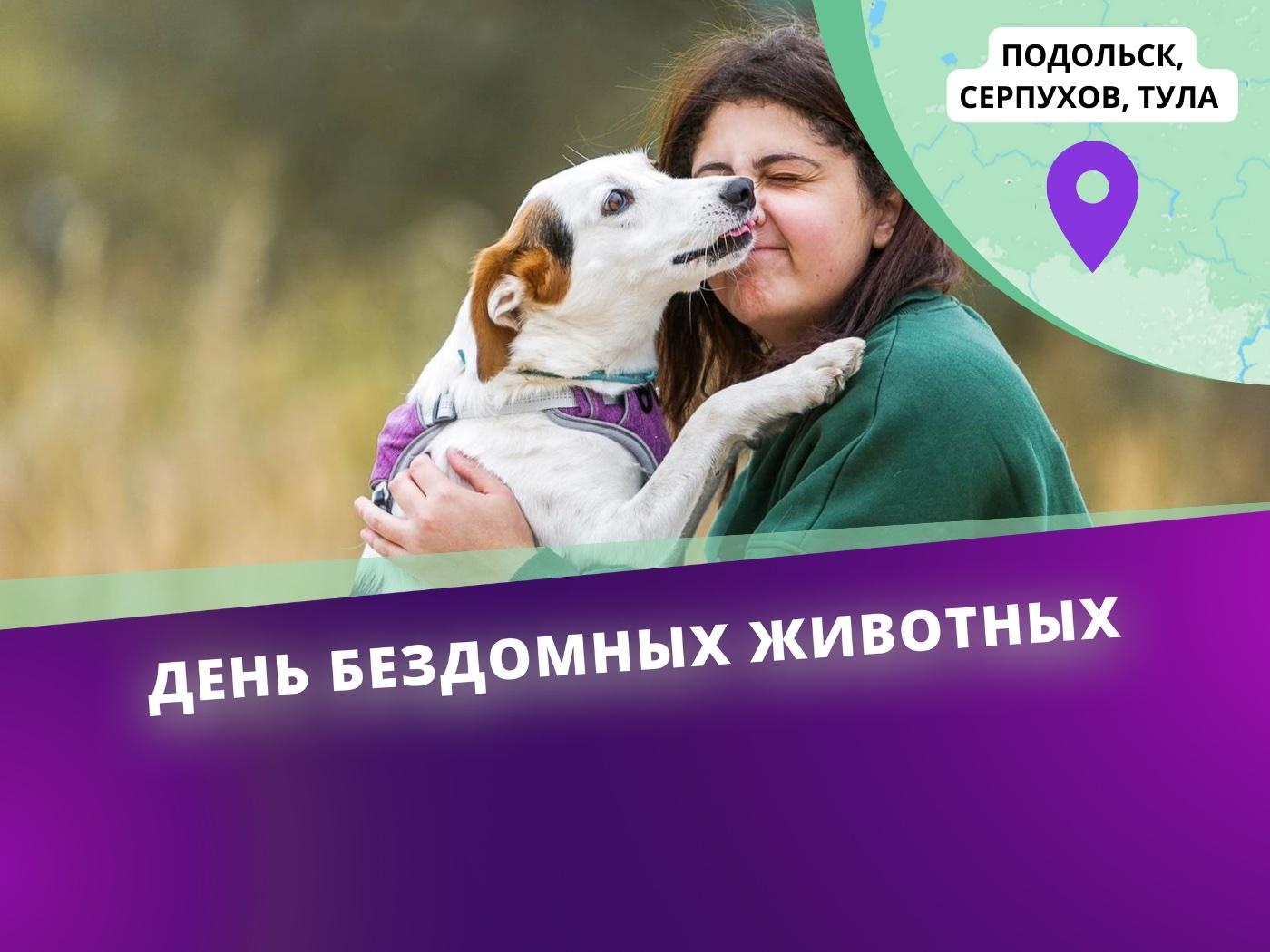 10 бездомным животным из Подольска, Серпухова и Тулы необходимо провести операцию по стерилизации