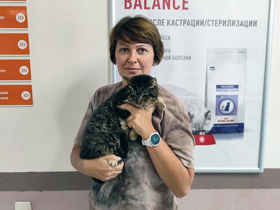 Коту Хатико требуется операция по удалению зубов и обследование!