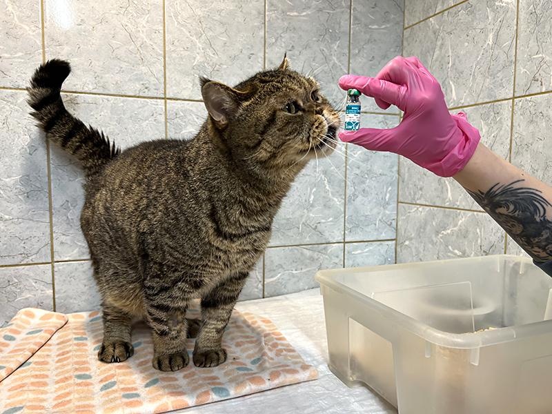 Приюту для животных нужна помощь в оплате 85 доз вакцин для подопечных кошек
