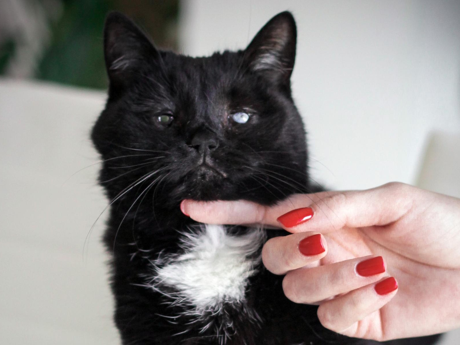 Кошачьему приюту необходимо оборудование, которое позволит содержать животных в чистоте и комфорте