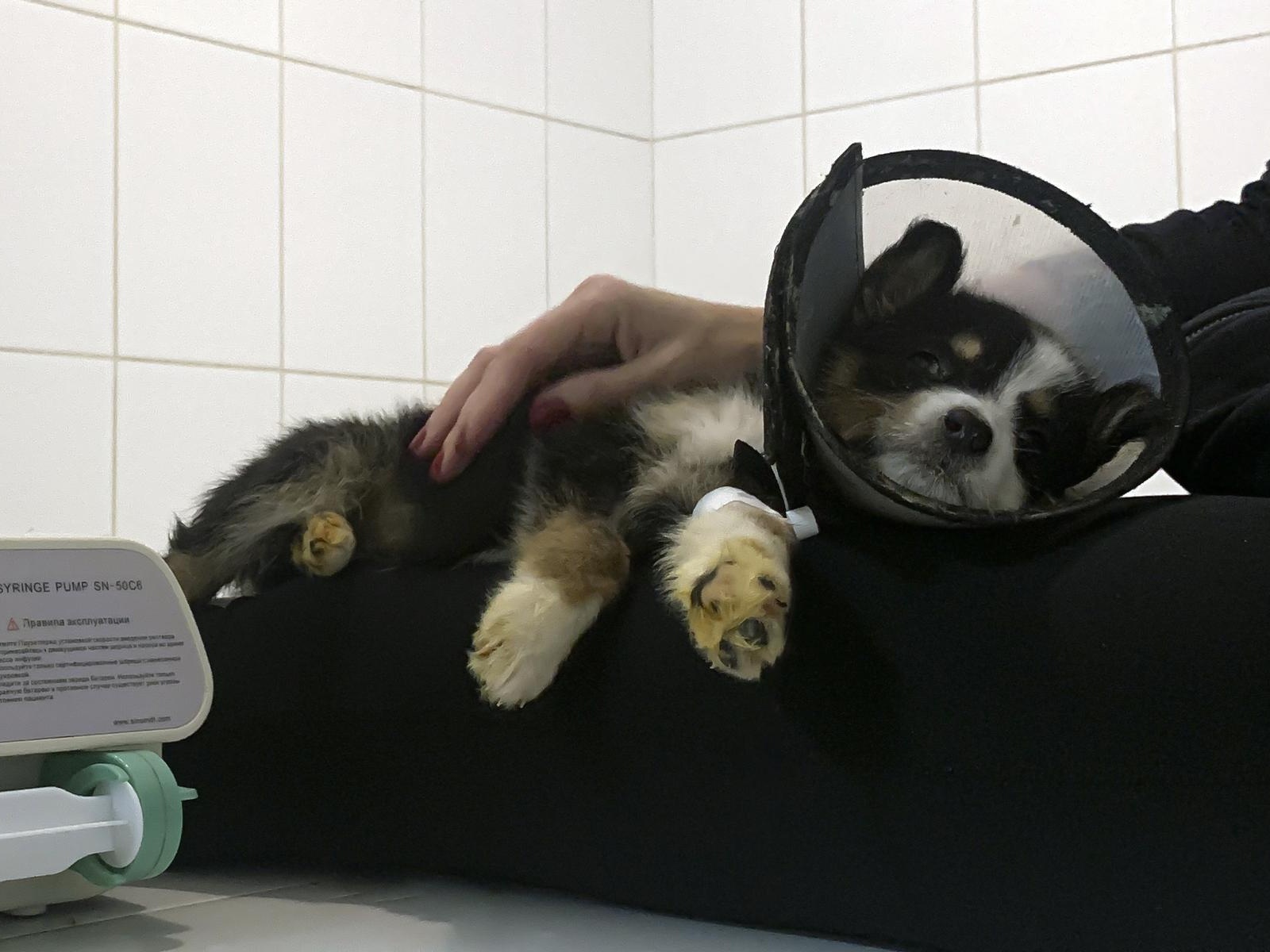 Щенку Кинзе необходимо срочное лечение!