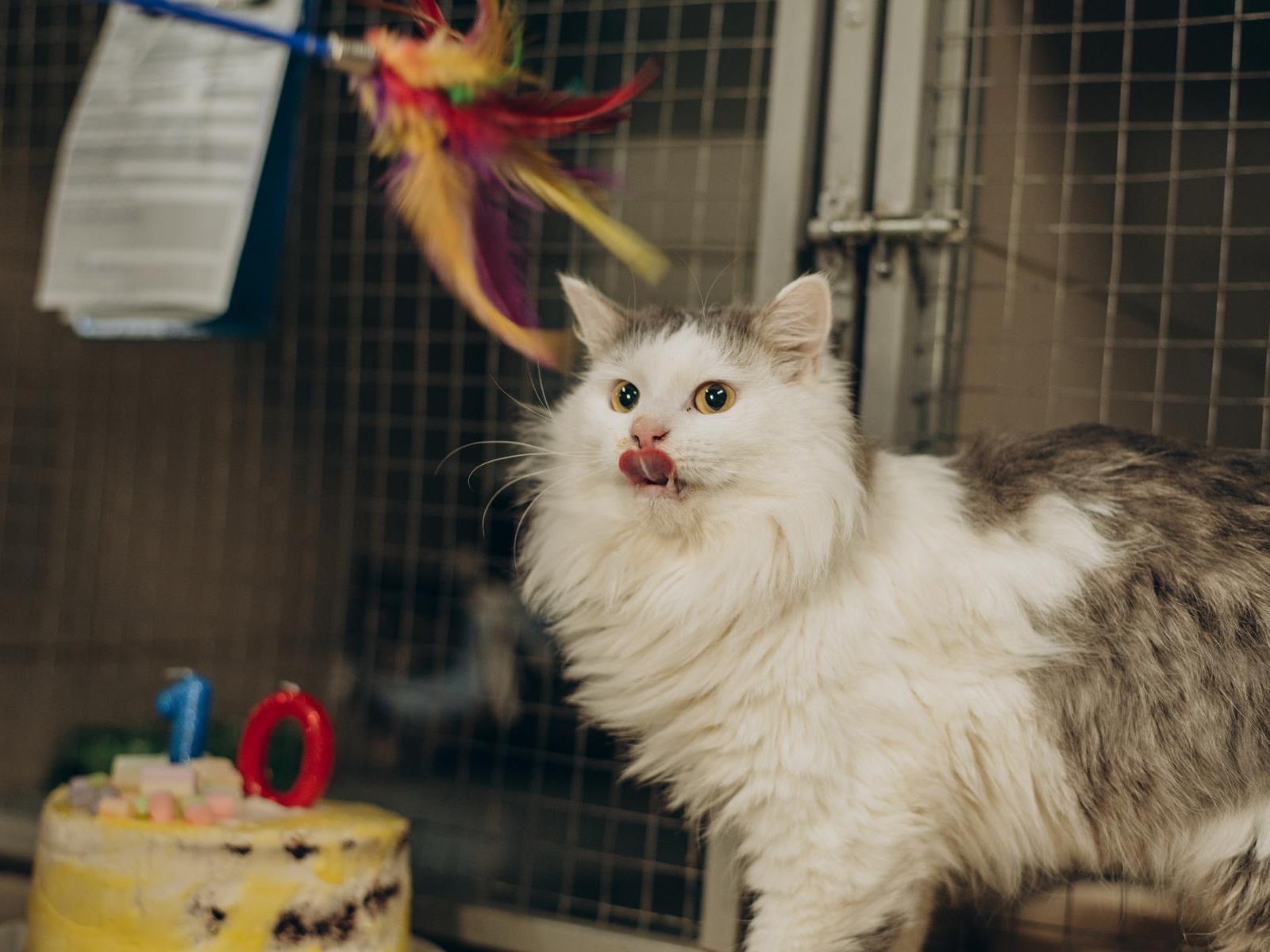 On its birthday, the foundation is asking for support to create 25 new beds for new shelter wards!