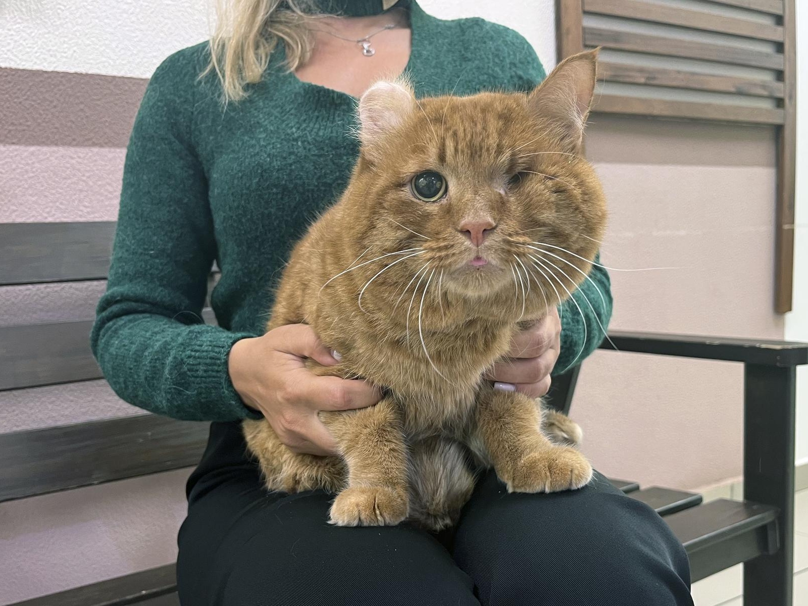 Коту Нельсону нужна срочная операция