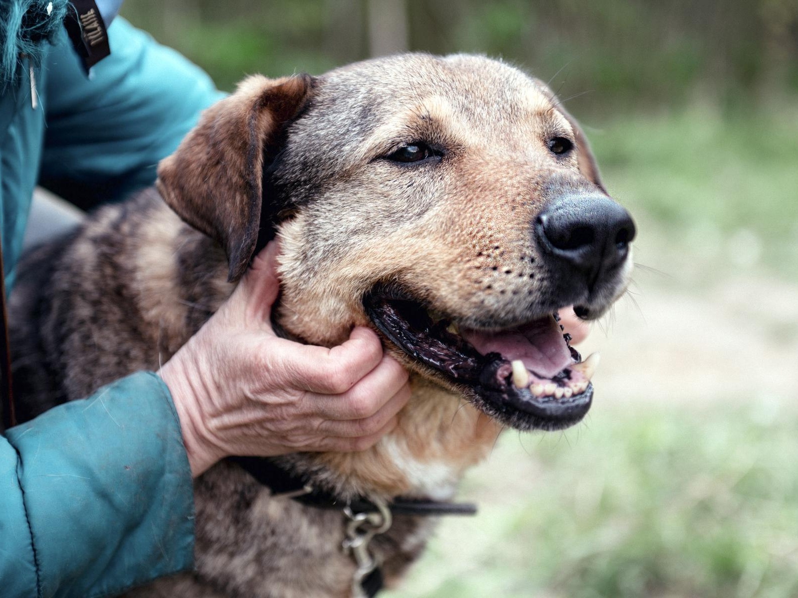 Homeless dog Misha needs a checkup before surgery