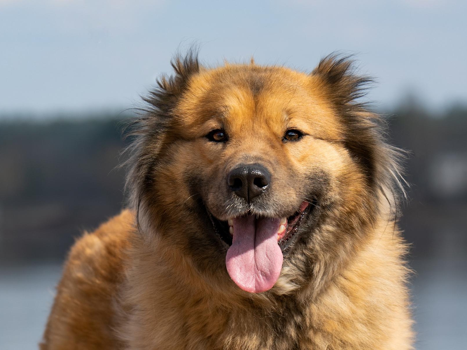 The animal shelter is in need of metal buckets to store food and water