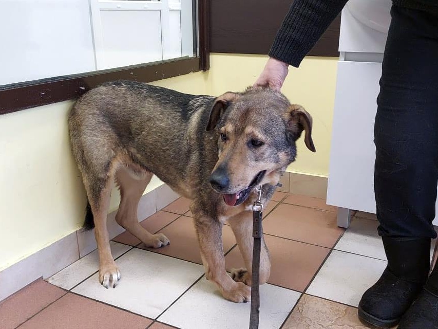 Misha's stray dog has cancer and needs surgery!