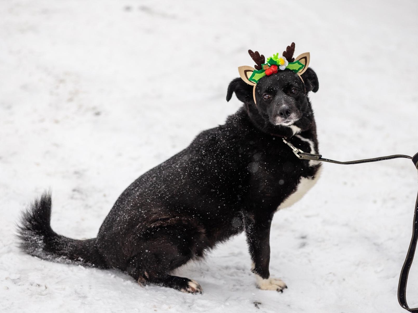 The shelter needs 10 dog booths for warm winterization!