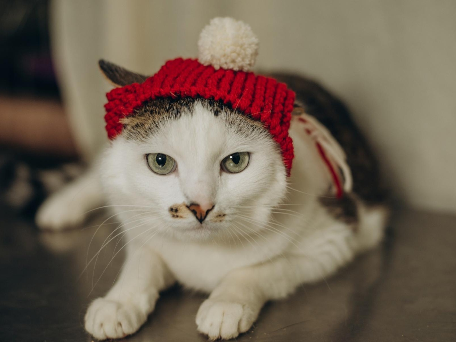 The cats at the shelter need 750 pounds of filler to live comfortably!