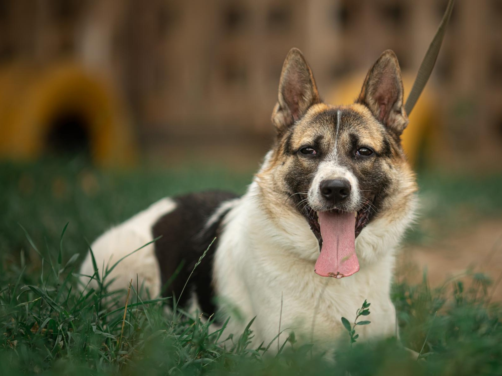Vita Shelter needs antihelmintics to treat 150 dogs