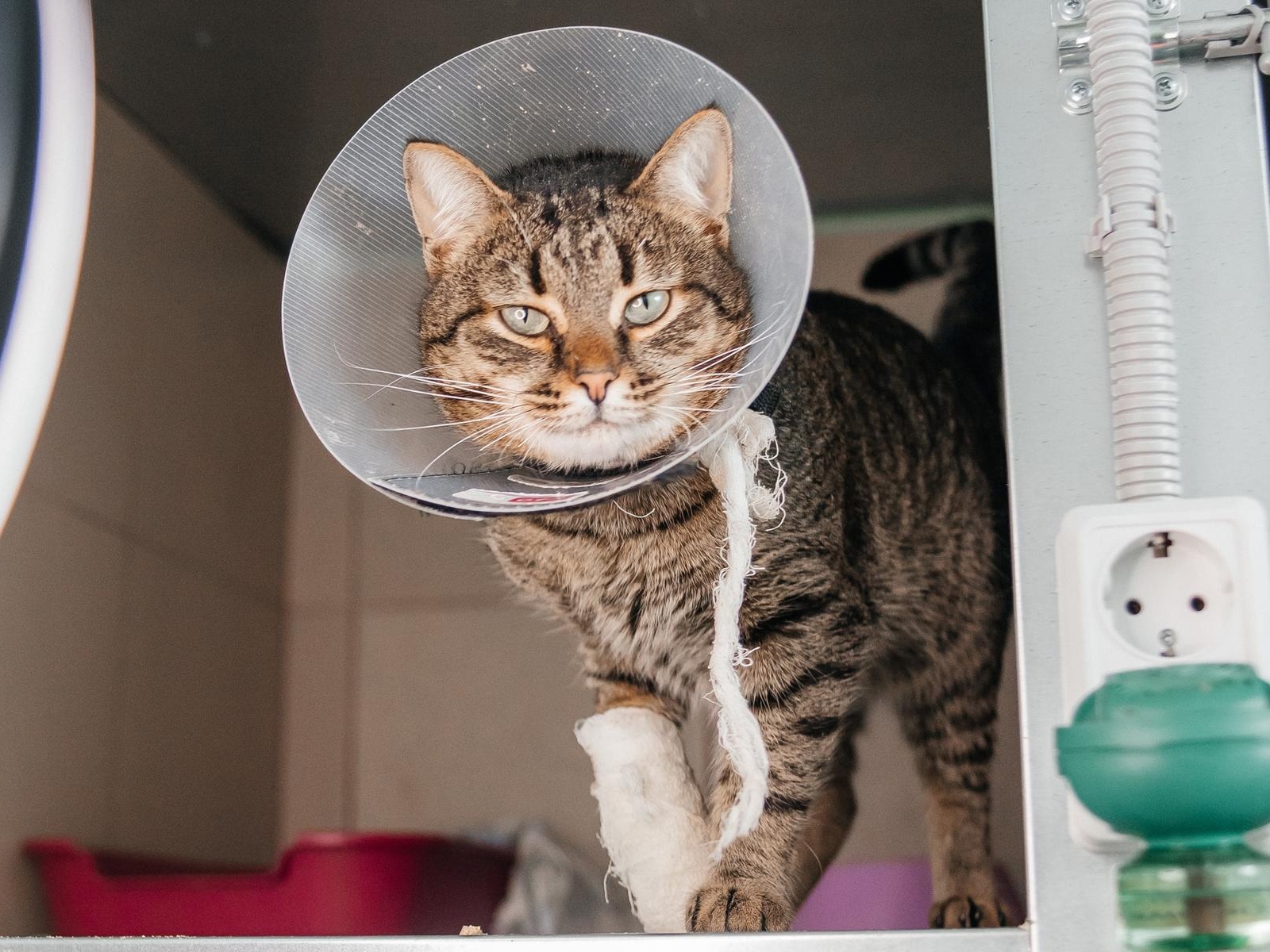 Sick cats at the shelter need therapeutic food!