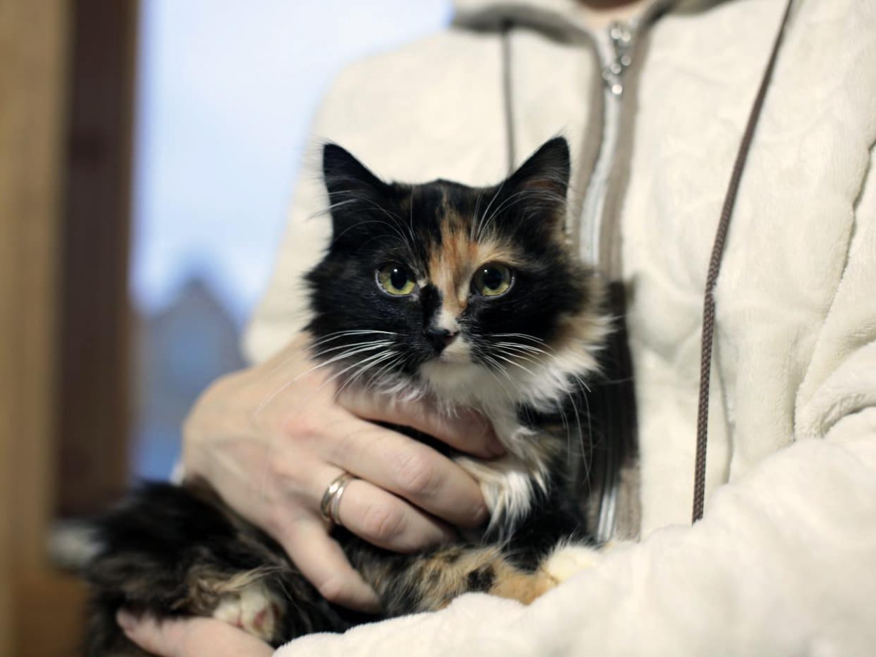 The Foundation needs to buy 80 kg of food for cats from the shelter