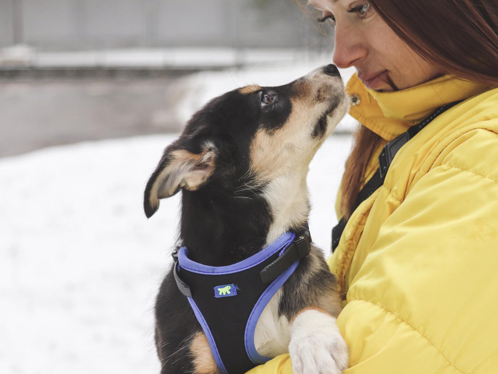 The Foundation needs help to purchase antihelminthic medication for 50 dogs and cats