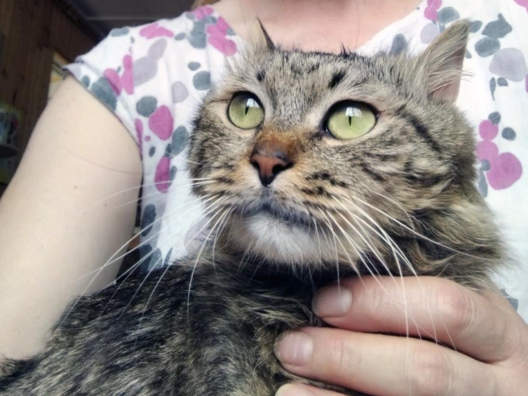 The Foundation needs to purchase 30 kg of therapeutic food for homeless cats