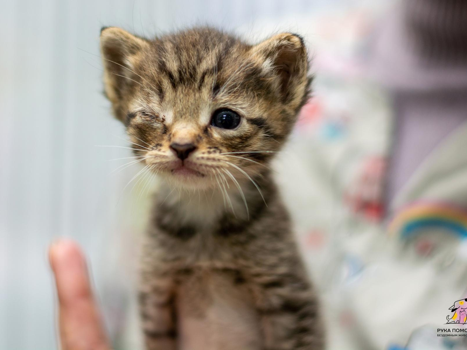 Injured animals at the shelter need a veterinary exam!