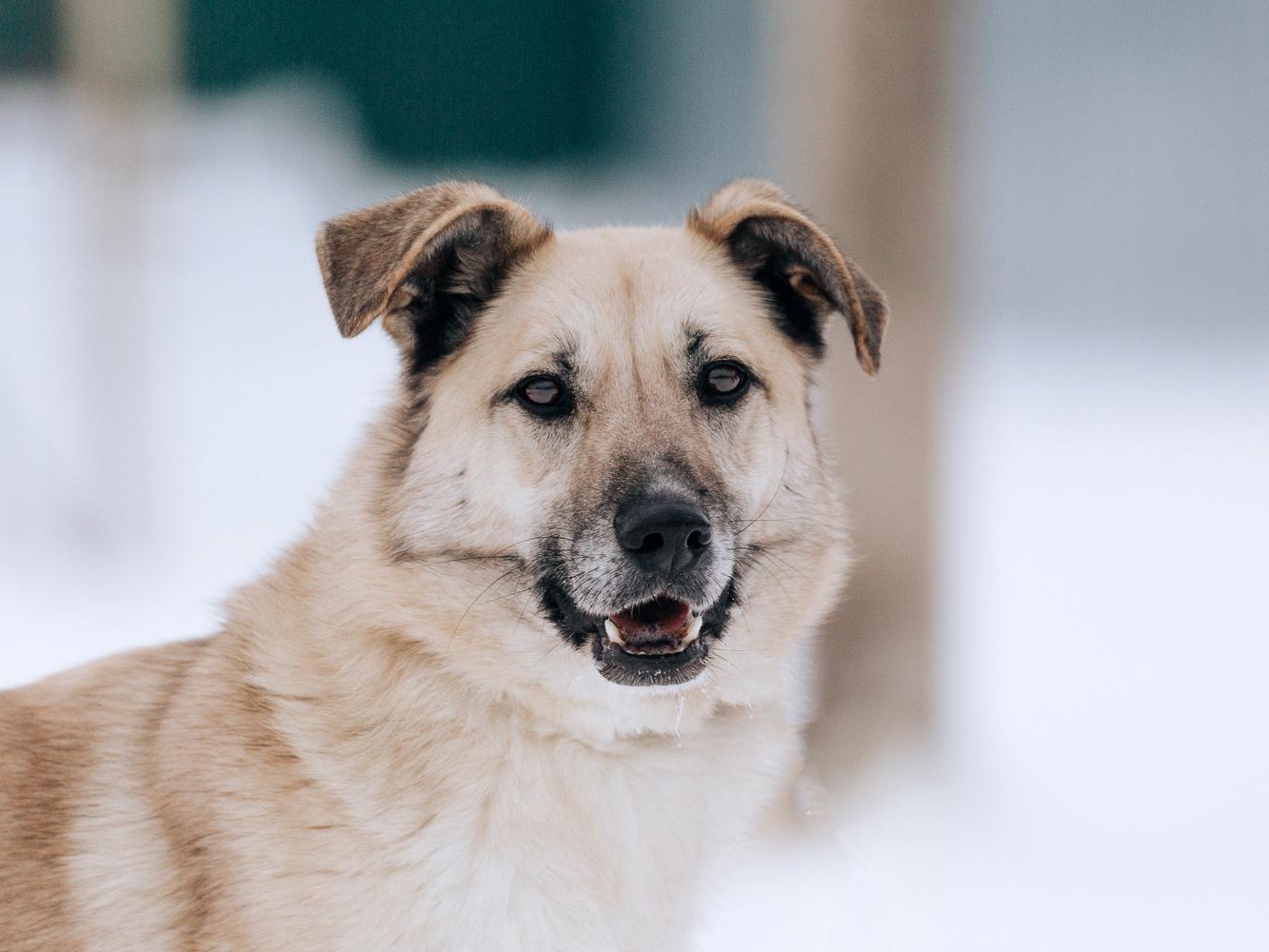 Snow's homeless dog needs to be diagnosed