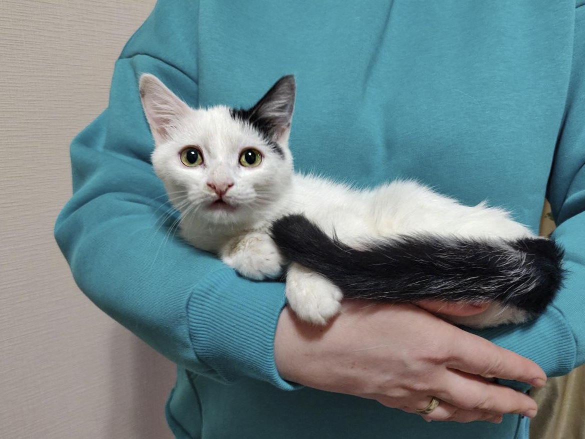 Stray kitten Skye needs surgery to breathe freely