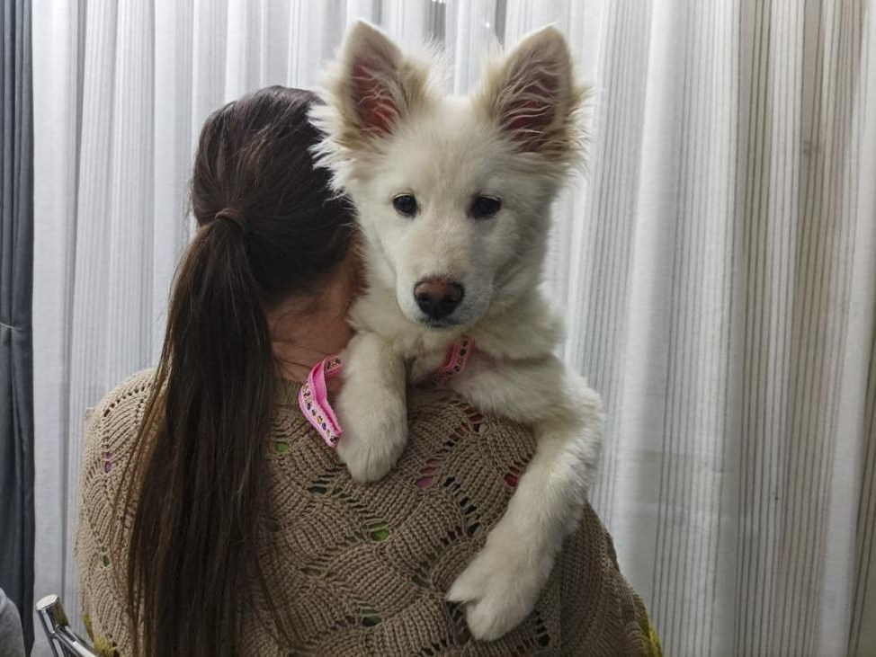 Щенку Белле нужна операция, чтобы вылечить патологию