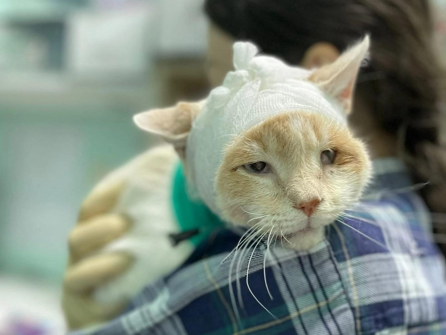 Болеющим кошкам приюта необходимы консервы для набора веса!