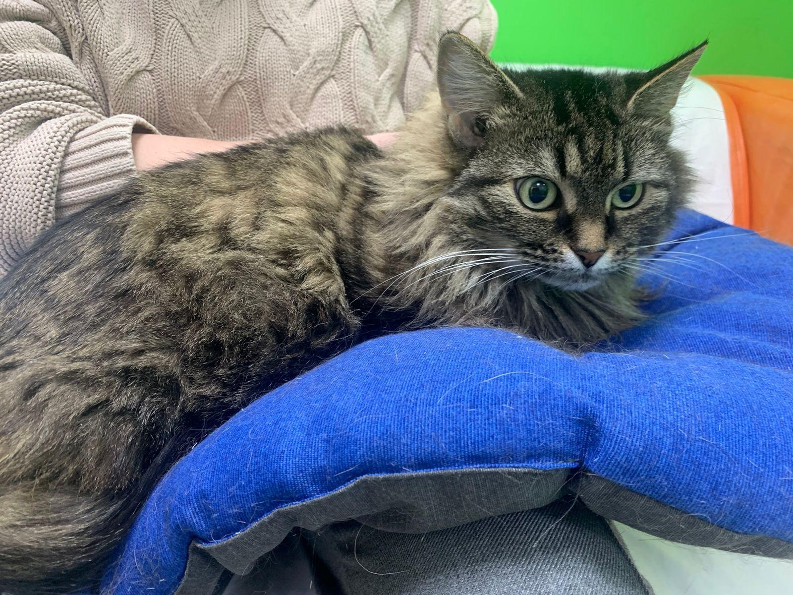 Stray cat Bunny needs surgery