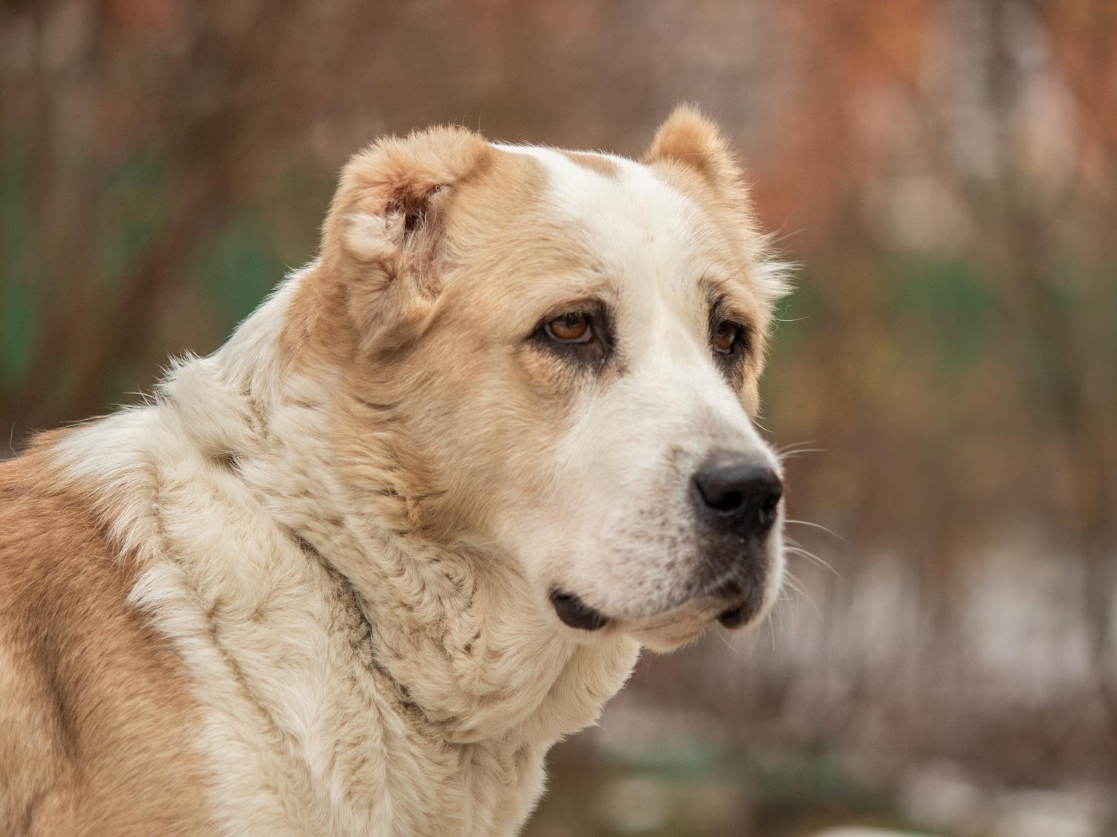 Homeless dog Athena needs emergency surgery