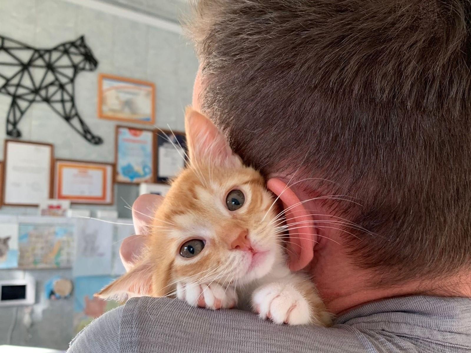 Let's feed the stray kittens together!