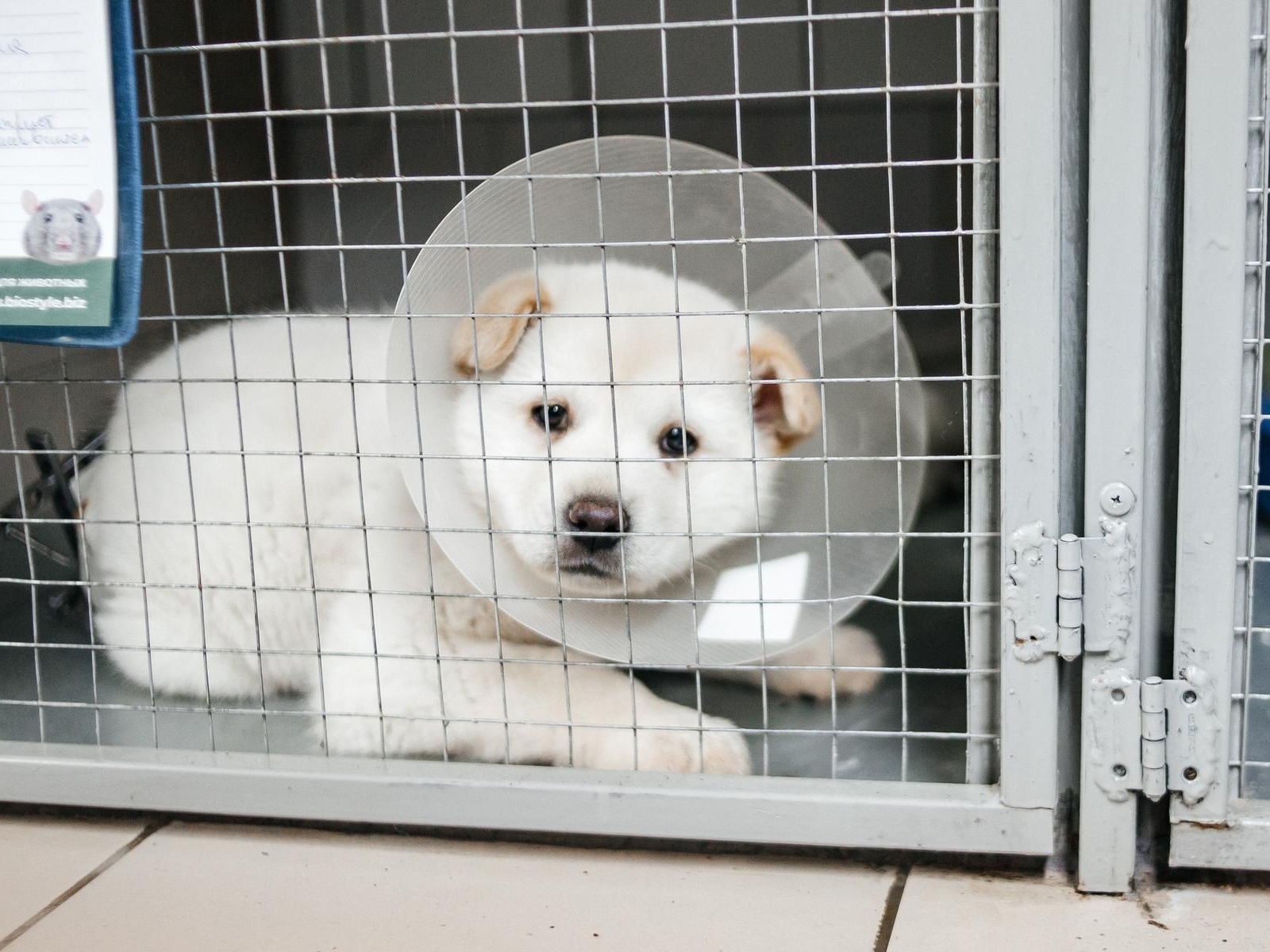 A large shipment of syringes is needed to treat animals at the shelter!