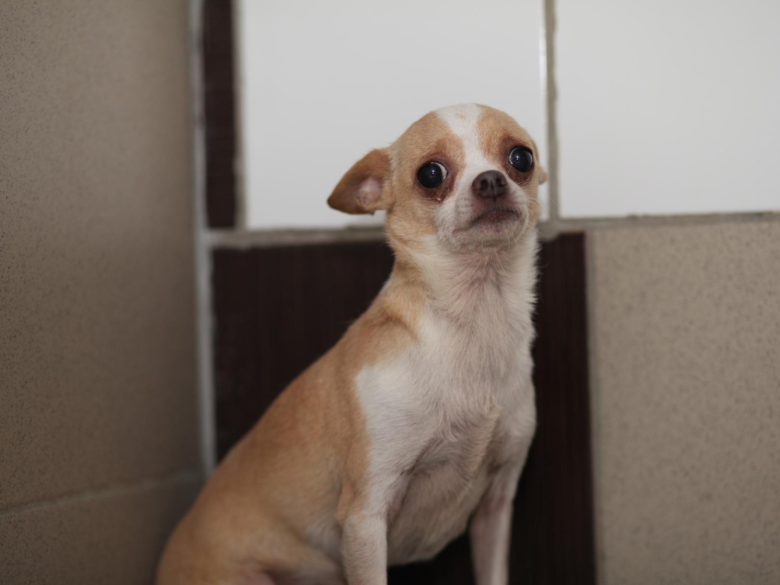 Let's help the shelter treat animals for parasites!