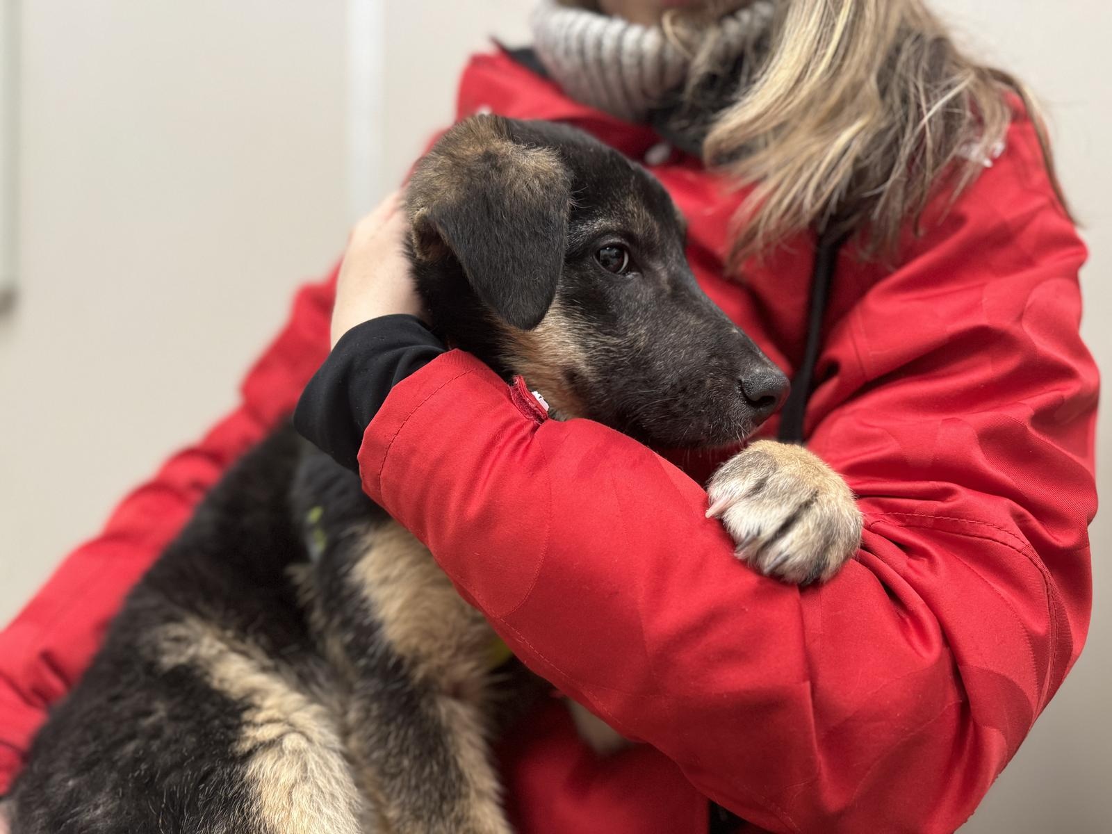 Homeless puppy Aya needs to be hospitalized until vaccinated