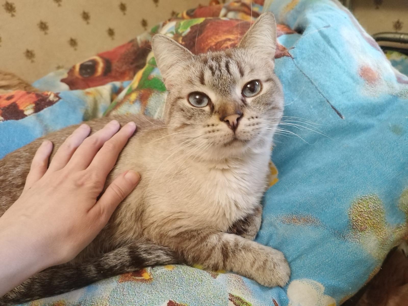 Darcy the shelter cat needs a checkup