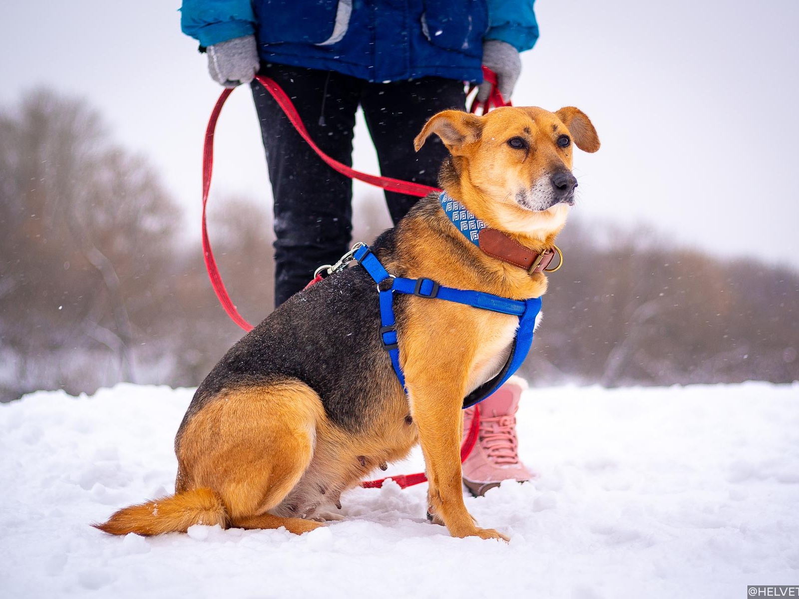 Homeless dog Arabica needs surgery to remove a tumor