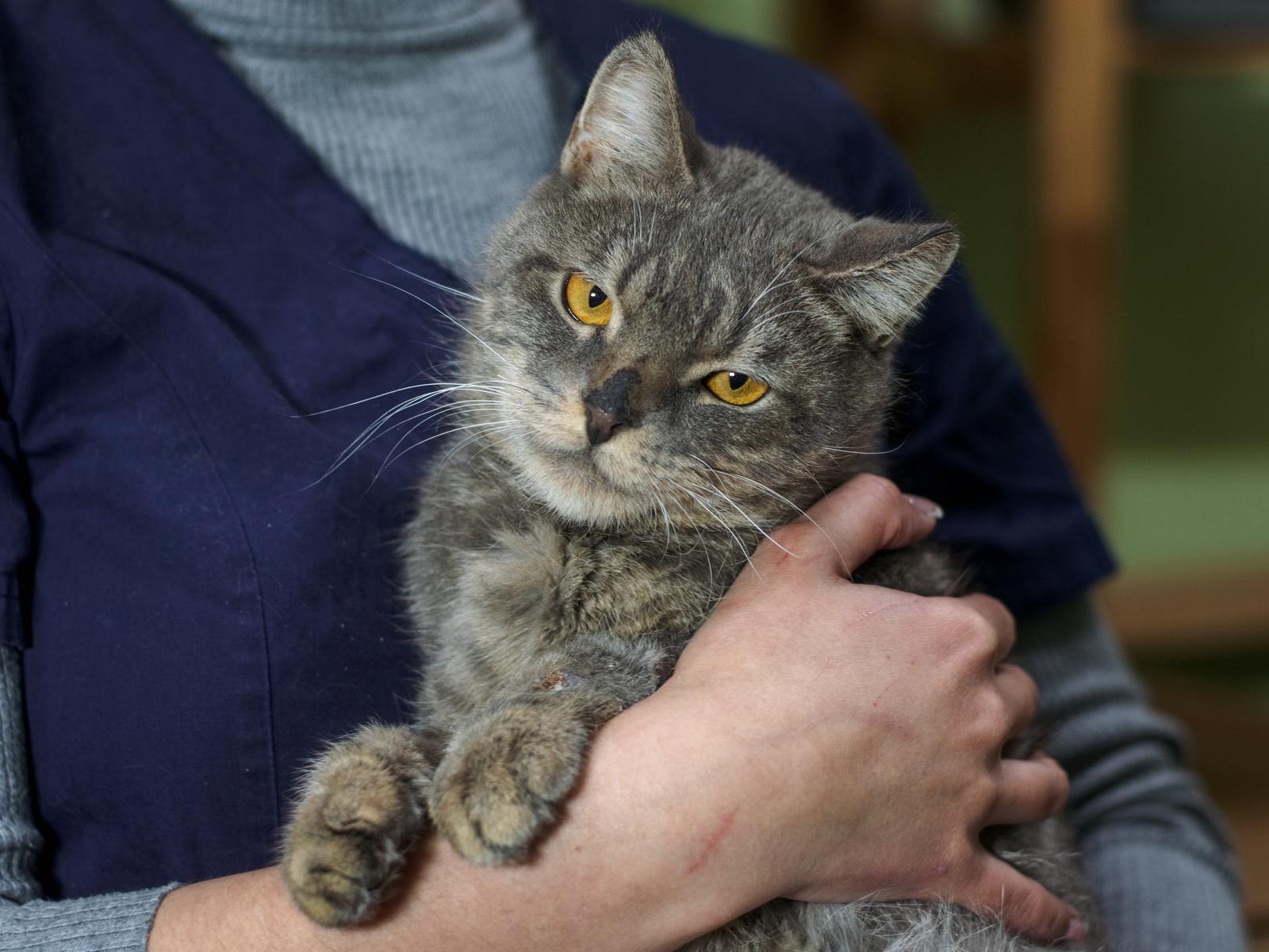 Sick animals at the shelter need hypoallergenic food!