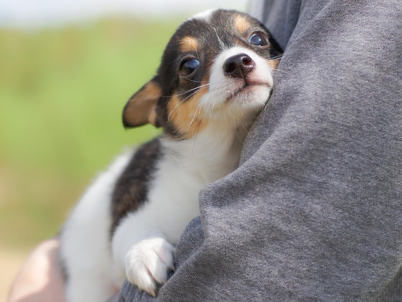 The foundation needs to buy 70 kilos of puppy food