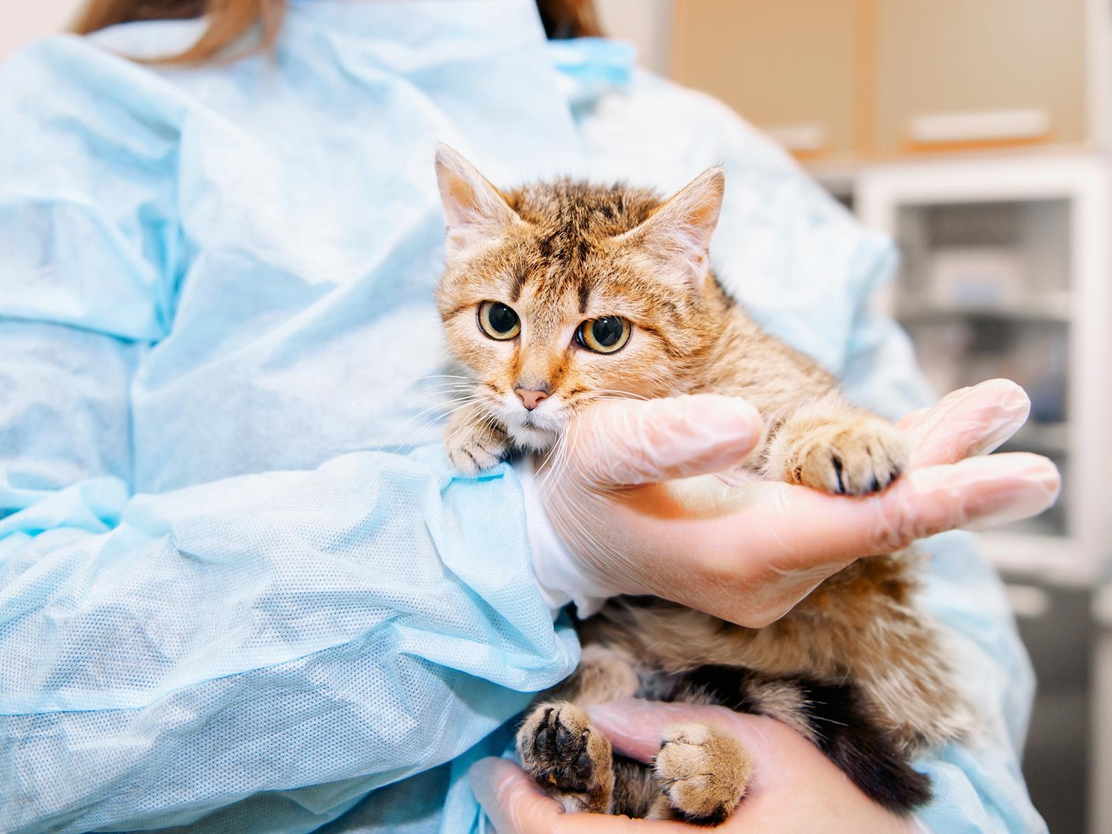 The Foundation needs medical supplies to catch stray animals - to help them in the shelter!