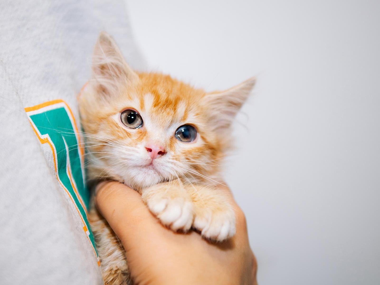 The fund's veterinary office needs expensive medications for animals coming in for capture!