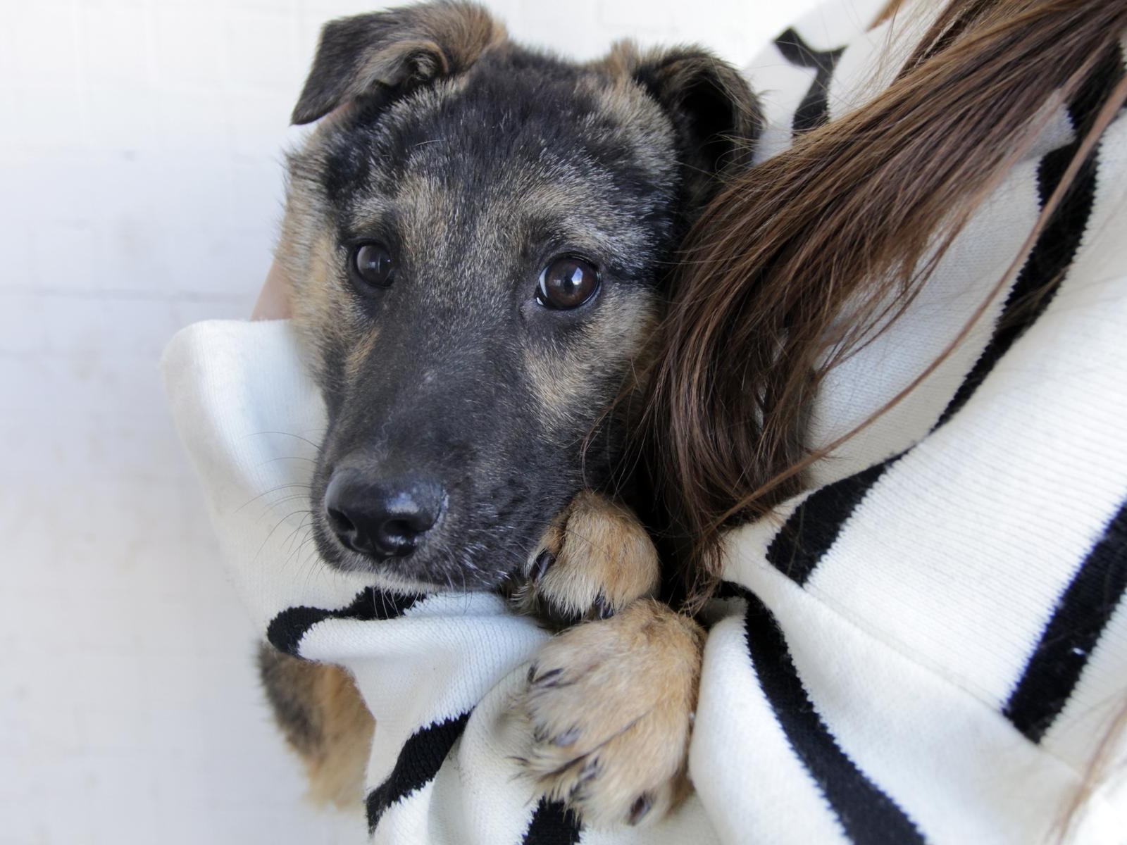 Let's help puppy Nord get his tests and vaccinations at the hospital