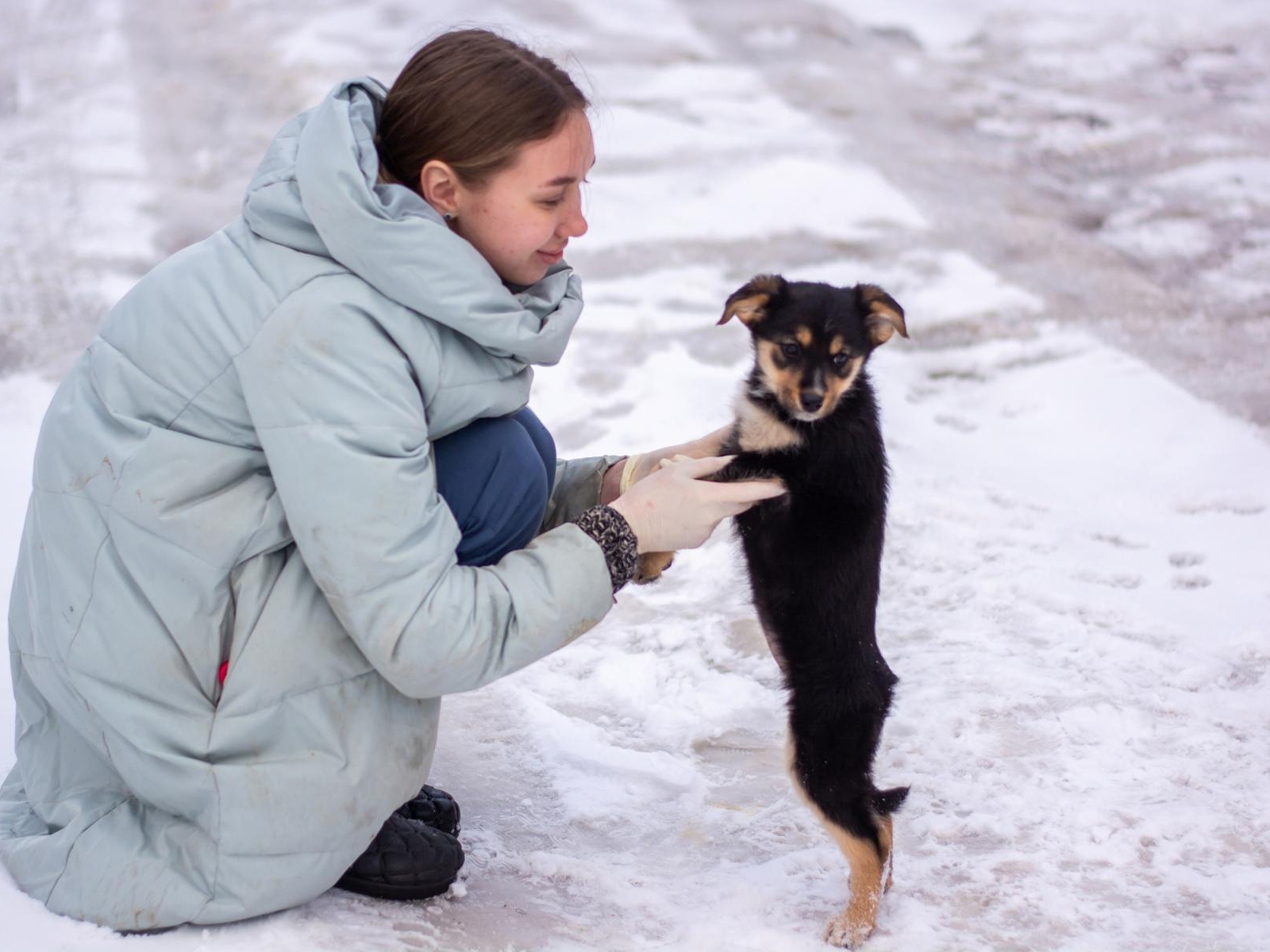 Let's feed the animals at the shelter!