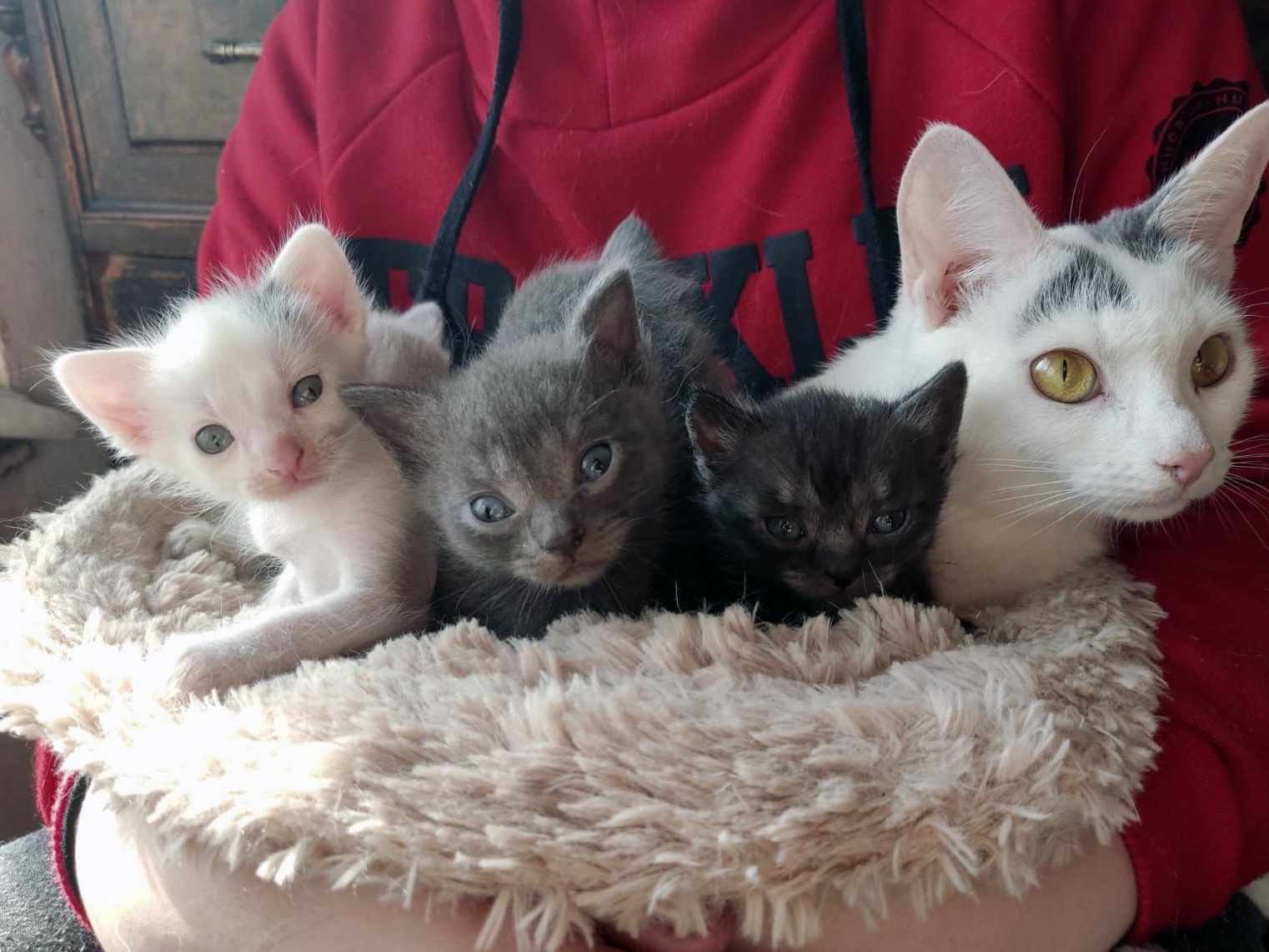 The Foundation needs to purchase 110 kg of food for cats and kittens
