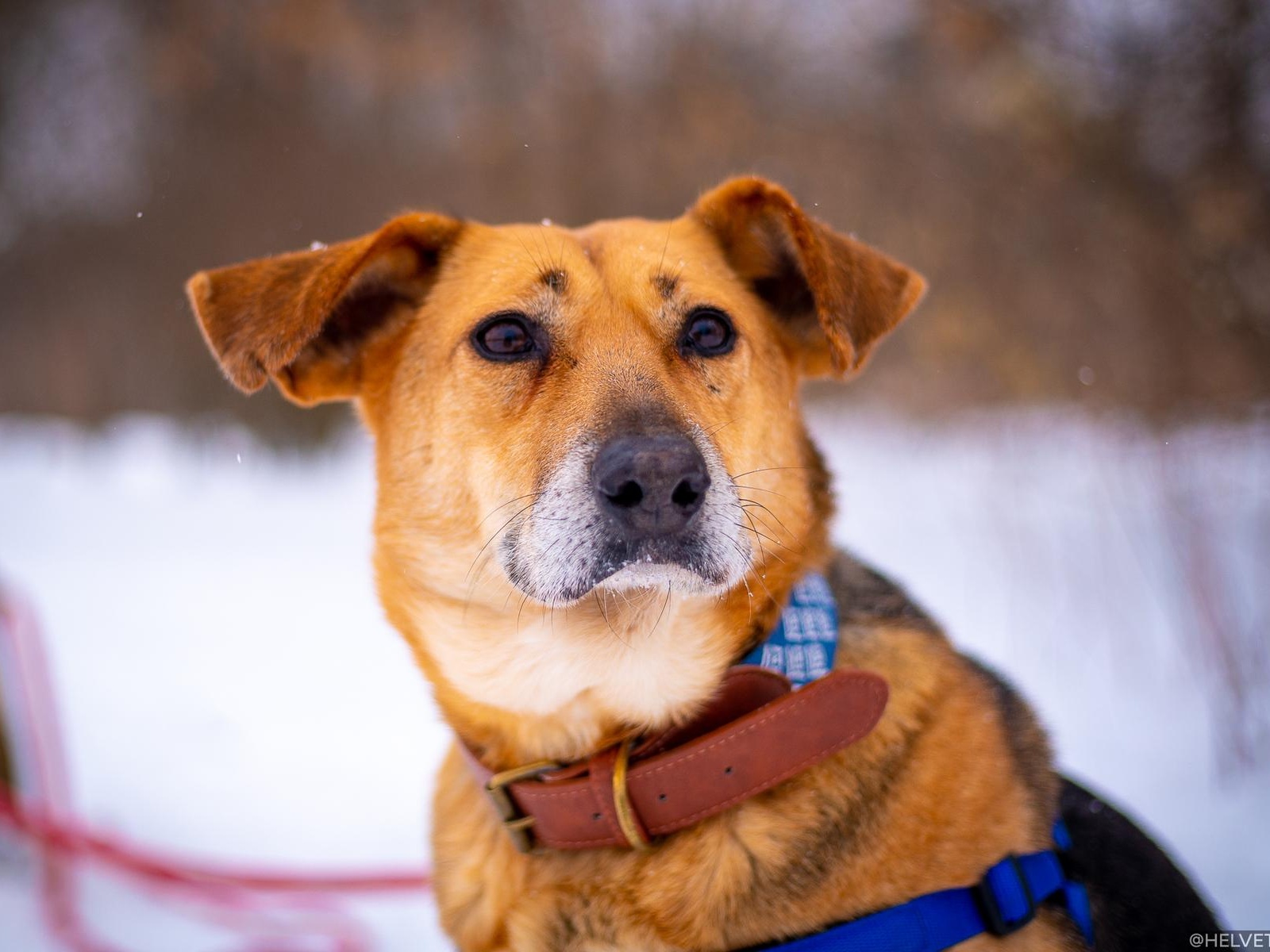 Homeless dog Arabica needs post-op hospitalization